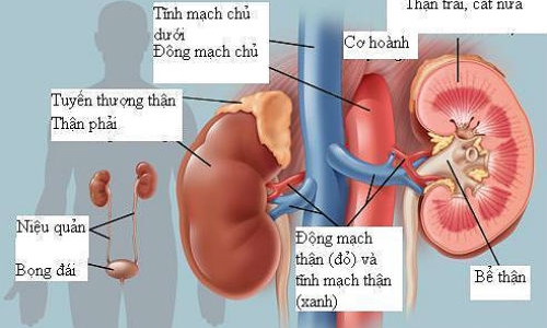 Mỗi năm, Việt Nam có khoảng 8.000 bệnh nhân mắc suy thận