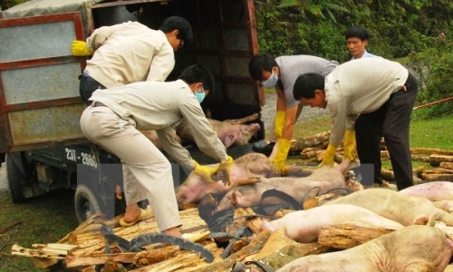 “Siết” việc nhập lậu gia súc qua biên giới ngăn chặn dịch bệnh lây lan