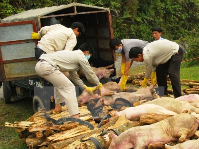 Tiêu hủy lợn bị mắc bệnh lở mồm long móng ở Hà Giang. (Ảnh: Minh Tâm/TTXVN)