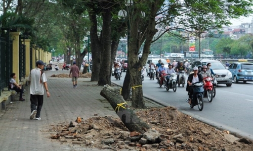 Phó Thủ tướng yêu cầu xử lý nghiêm vụ chặt hạ cây xanh ở Hà Nội