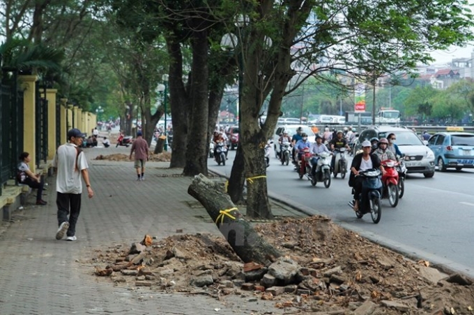 Cây bị chặt hạ trên đường phố Hà Nội. (Ảnh: Minh Sơn/Vietnam+)