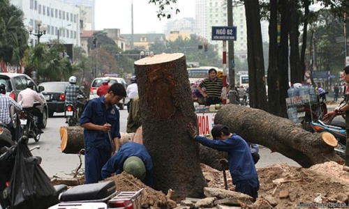 Hà Nội: Kiểm điểm cá nhân, tổ chức liên quan việc “cải tạo thay thế cây xanh” hoàn thành trước ngày 30/6