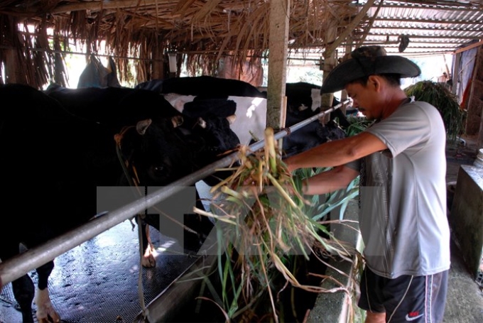 Gia đình anh Phan Thanh Dũng (Củ Chi) thuộc diện hộ nghèo trước đây nhưng nay đã ổn định, thuộc diện thoát nghèo bền vững. (Ảnh: TTXVN)