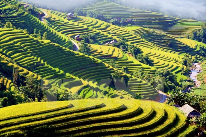 Mùa vàng trên vùng cao Hoàng Su Phì, Hà Giang. (Ảnh minh họa: TTXVN)