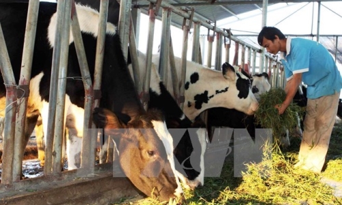 Vốn trung và dài hạn cho phát triển chăn nuôi đang thiếu và yếu