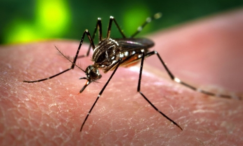 Thành phố Hồ Chí Minh: Phát hiện 17 trường hợp nhiễm vi rút Zika