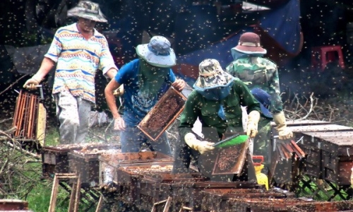 Hà Giang không chấp nhận việc mang ong ngoại vào địa bàn