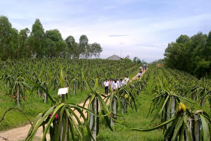 Mô hình trồng thanh long ruột đỏ tại xã Vân Trục, huyện Lập Thạch, Vĩnh Phúc.