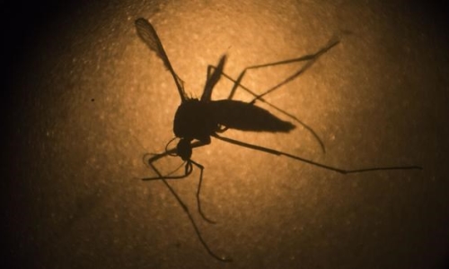 Công bố hướng dẫn mới về cách bảo hộ phòng chống virus Zika