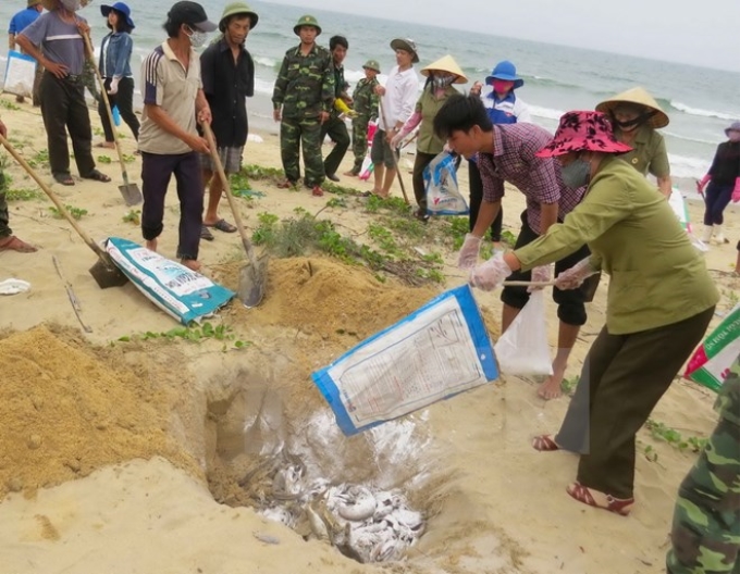 Ngư dân Quảng Bình chôn lấp cá chết bị dạt vào bờ. (Ảnh: TTXVN)