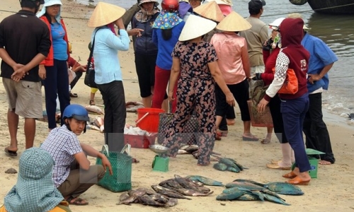 Khuyến cáo người dân không ăn cá chết hàng loạt để tránh bị ngộ độc