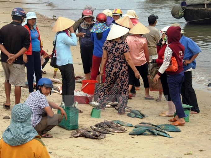 Người dân đang rất lo lắng khi thấy cá chết bất thường không rõ nguyên nhân trôi dạt vào vùng biển Quảng Trị. (Ảnh: Trần Tĩnh/TTXVN)