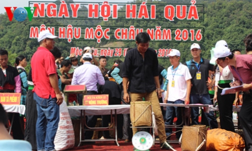 Độc đáo ngày hội hái quả lần thứ III tại Mộc Châu, Sơn La