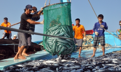 Thừa Thiên - Huế: hỗ trợ ngư dân bị ảnh hưởng do hải sản chết bất thường