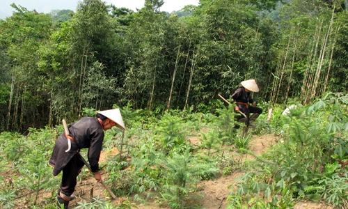 Đồng bào ổn định đời sống từ rừng