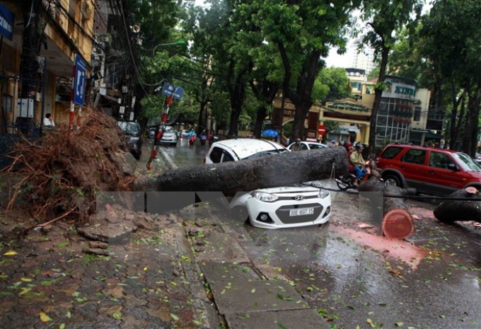 Cây đổ đè lên xe ôtô đang di chuyển tại phố Trần Thánh Tông, Hà Nội, sáng 28/7. (Ảnh: Quý Trung/TTXVN)