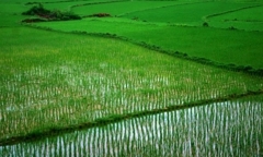 Biến đất "lúa" thành đất thương mại