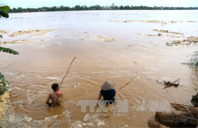 Bất chấp nguy hiểm, người dân phường Phong Châu (Phú Thọ) vẫn xuống sông vớt củi. Ảnh: Trung Kiên/TTXVN