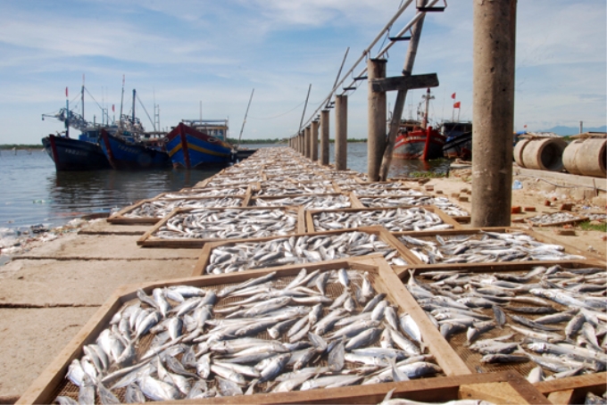 Phơi khô cá sau đánh bắt tại Gio Việt, Gio Linh, Quảng Trị. Ảnh: Thanh Thủy - TTXVN