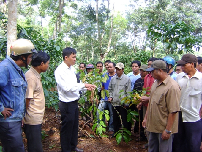 Cán bộ xã Cuôr Đăng, huyện Cư M' Gar (Đác Lắc) hướng dẫn người dân trồng và chăm sóc cây cà-phê