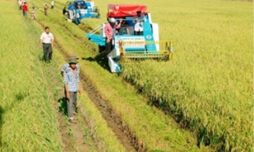 Nghiên cứu các mô hình tích tụ ruộng đất trong nông nghiệp