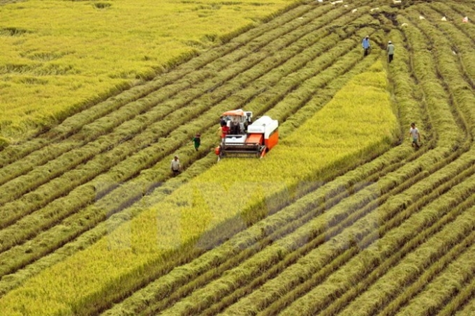 Cánh đồng mẫu lớn. (Ảnh minh họa: TTXVN)