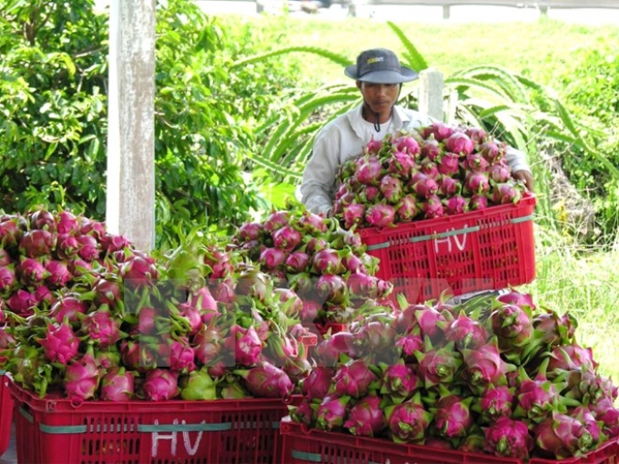 Thu hoạch thanh long ở Bình Thuận. (Ảnh: TTXVN)