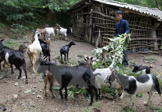 Một nông dân người dân tộc Tày, ở Trùng Khánh (Cao Bằng) từ vay vốn ưu đãi đã đầu tư nuôi dê cho thu nhập tốt. (Ảnh: TTXVN)