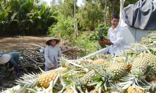 Phát triển nền nông nghiệp thích ứng với biến đổi khí hậu