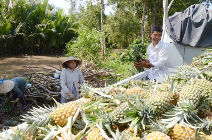 Thu hoạch dứa tại xã Lương Nghĩa, huyện Long Mỹ (Hậu Giang).