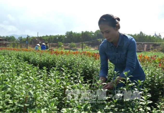 Người dân Đà Nẵng chăm sóc hoa Tết. Ảnh: Đinh Văn Nhiều/TTXVN