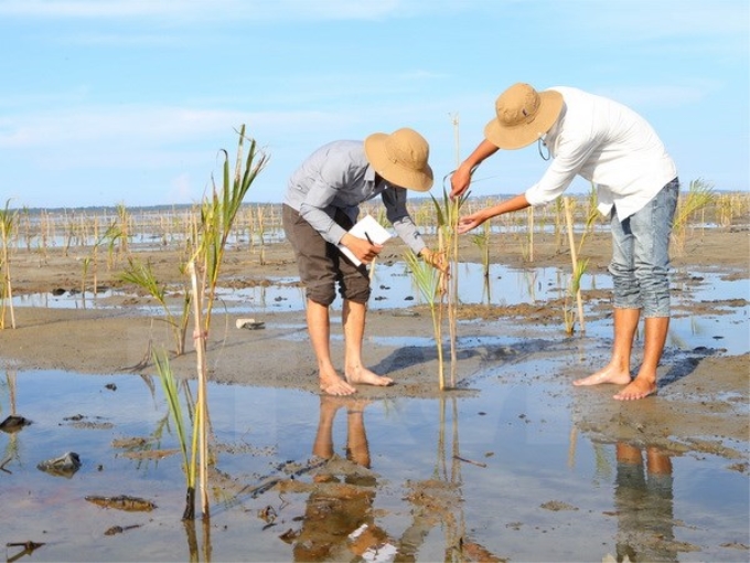 Người dân chăm sóc rừng ngập mặn trồng mới ở khu vực rú Chá, xã Hương Phong, thị xã Hương Trà, Thừa Thiên-Huế. (Ảnh: Hồ Cầu/TTXVN)