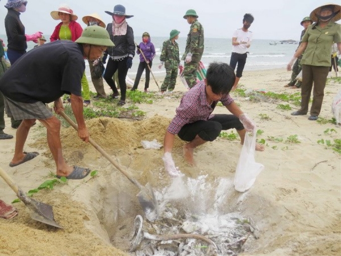 Ngư dân xã biển Đức Trạch (huyện Bố Trạch, Quảng Bình) cùng lực lượng biên phòng thu gom, chôn lấp cá chết dạt vào bờ. (Ảnh: Võ Dung/TTXVN)