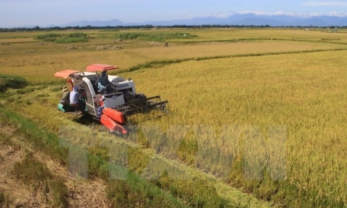 Giá lúa Đồng bằng sông Cửu Long tăng cao những tháng cuối năm