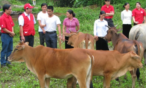 Nông dân thoát nghèo nhờ “Ngân hàng bò”