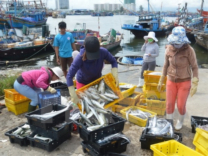 Ngư dân vận chuyển hải sản lên cảng Thọ Quang (Đà Nẵng) đi tiêu thụ. (Ảnh: TTXVN)