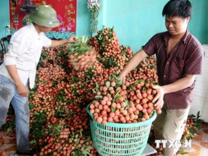 (Ảnh minh họa: TTXVN)