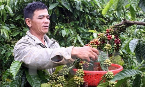 Brazil bất ngờ đình chỉ tạm thời quyết định nhập khẩu càphê Việt Nam