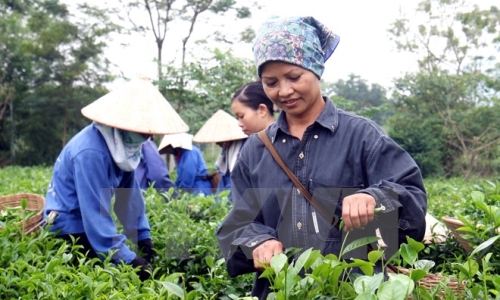 Thị trường chè nguyên liệu sôi động trong tháng đầu năm 2017