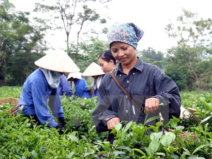 Thu hoạch chè ở Thái Nguyên. (Ảnh: TTXVN)