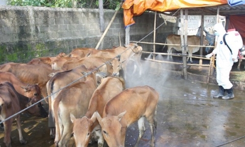 Quảng Nam cơ bản khống chế bệnh lở mồm long móng trên đàn bò