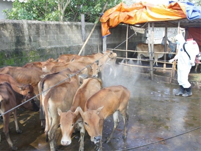 Phun thuốc tiêu độc khử trùng tại hộ nuôi có đàn gia súc mắc bệnh lở mồm long móng. (Ảnh: Hồ Cầu/TTXVN)