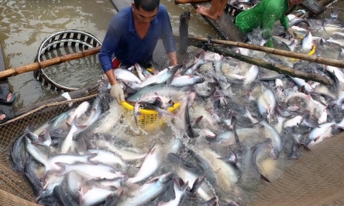 Bảo vệ cá tra Việt trước thông tin có tính bôi nhọ tại EU