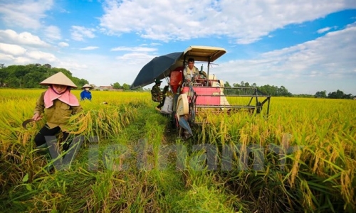 Sản lượng lúa Đông Xuân sớm ở Bến Tre tăng gấp 80 lần năm trước