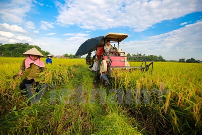 Thu hoạch lúa. (Ảnh: Lê Minh Sơn/Vietnam+)