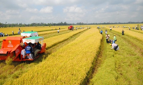 Chính phủ thống nhất mở rộng hạn điền, tích tụ ruộng đất