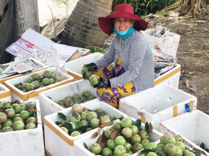 Vú sữa mới thu hoạch được đóng gói, chuẩn bị chuyển vào Thành phố Hồ Chí Minh tiêu thụ. (Ảnh: TTXVN)