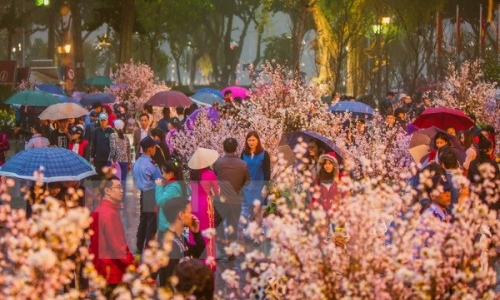 Triển lãm hoa anh đào tại Hà Nội kéo dài thêm một ngày so với dự kiến