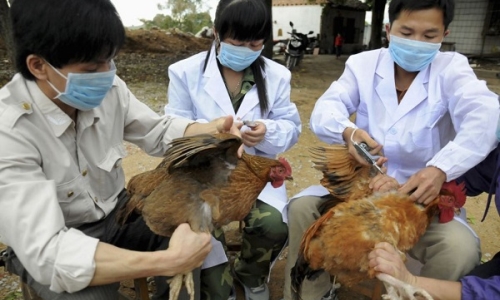 Hà Nội: Diễn tập chủ động phòng, chống dịch cúm gia cầm A/H7N9