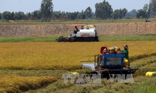 Tạo giá trị gia tăng tốt nhất cho gạo Việt Nam